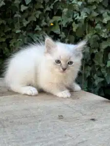 Adorable chaton Birman blanc aux yeux bleus assis sur une surface en bois avec un mur de lierre vert en arrière-plan.
