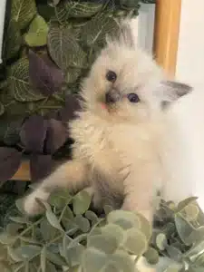 Adorable chaton Ragdoll crème aux yeux bleus, assis dans un feuillage vert et violet, regardant la caméra avec curiosité.