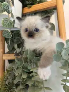 Adorable chaton Ragdoll crème aux yeux bleus perçants, perché parmi des plantes vertes décoratives et une échelle en bois.