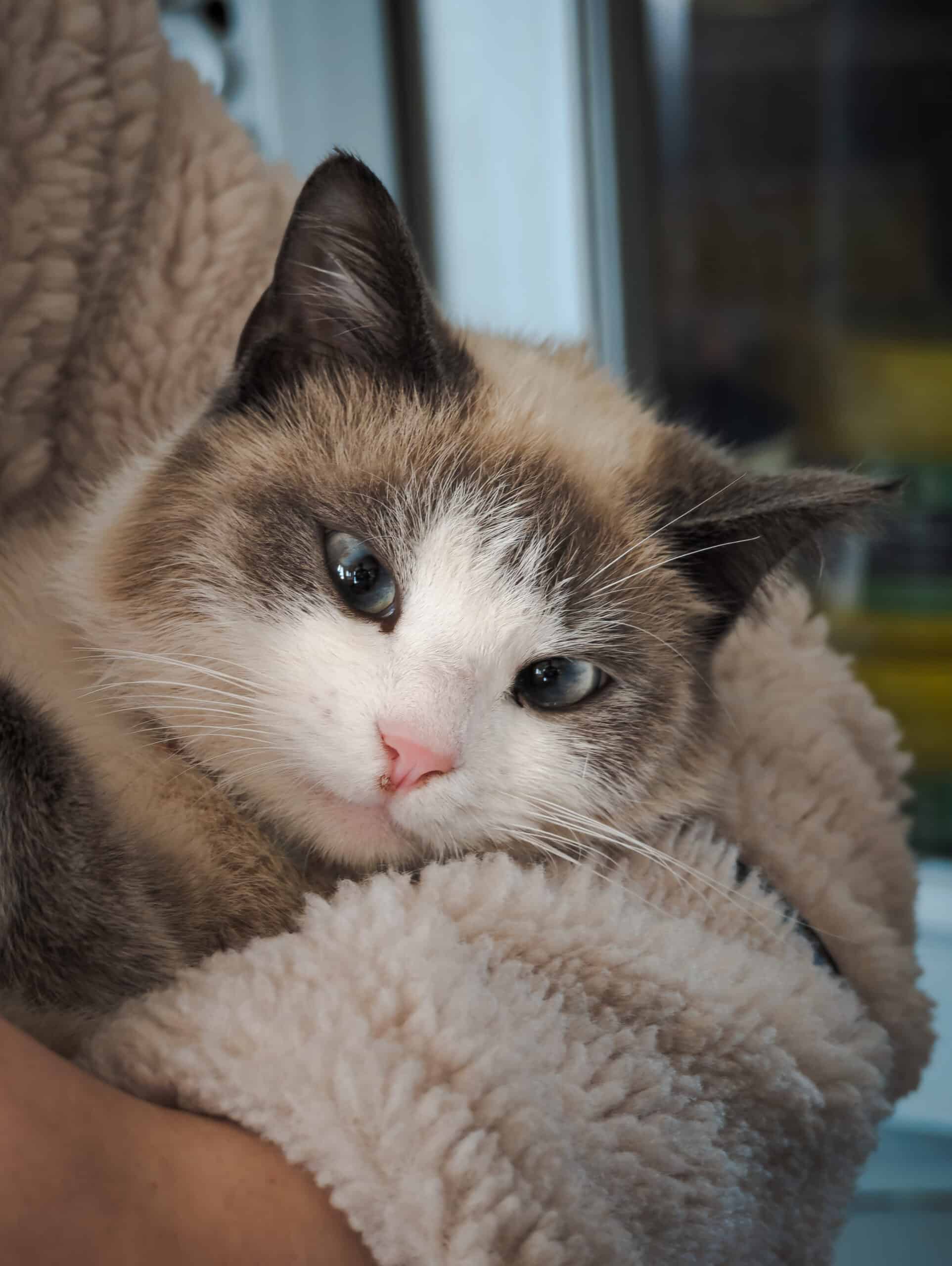 Gros plan sur un chat birman ou ragdoll aux yeux bleus, blotti dans une couverture douillette de couleur beige.
