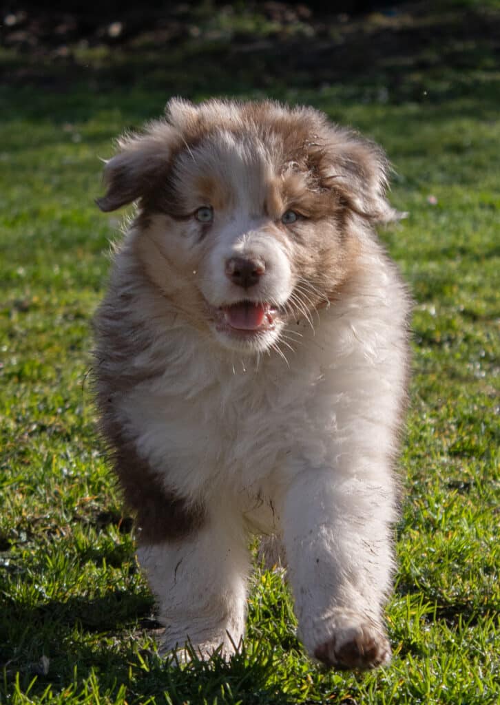 Jeune chiot Australian Shepherd rouge merle aux yeux bleus courant joyeusement sur une pelouse verte et humide.