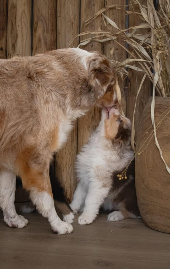 Chiot berger australien merle roux et blanc reçoit un tendre bisou de son parent chien, gros plan sur l'interaction.