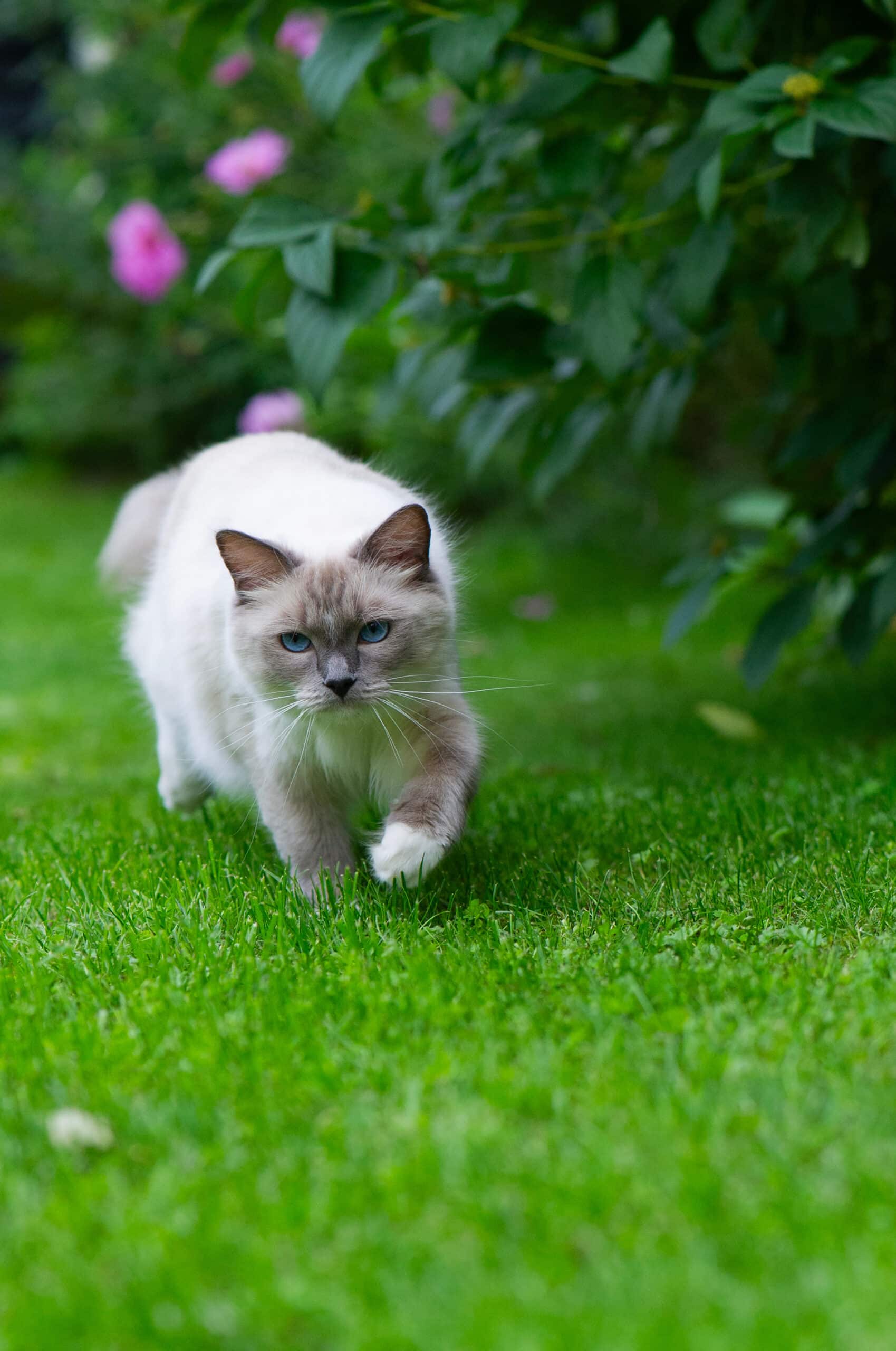 Magnifique chat Birman ou Ragdoll aux yeux bleus marchant sur une pelouse verte vive, entouré d'un feuillage sombre et de fleurs roses floues.