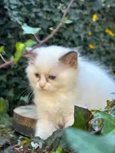 Adorable chaton birman blanc moelleux assis dehors, entouré de lierre vert et de petites fleurs violettes.
