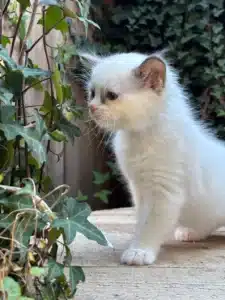 Joli chaton blanc aux yeux bleus clair observé curieusement à côté d'une plante grimpante d'ivy verte.