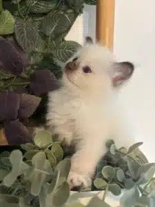 Adorable chaton de race Siamois ou Ragdoll, pelage blanc et extrémités foncées, regardant vers le haut, entouré de feuillages verts et violets.