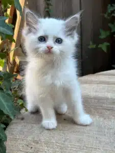 Adorable chaton blanc aux longs poils et grands yeux bleus regardant fixement, assis sur une surface en bois près de feuillage vert.