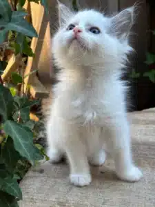 Adorable chaton blanc aux yeux bleus, poilu, regardant vers le haut à l'extérieur près de feuilles de lierre vert.