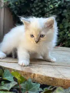 Adorable chaton Birman ou Ragdoll blanc aux yeux bleus, assis sur une planche de bois à l'extérieur, avec de la verdure en arrière-plan.