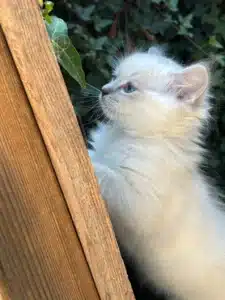 Adorable chaton blanc à poil long, aux yeux bleus, se penchant curieusement sur une clôture en bois rustique avec du lierre en arrière-plan.