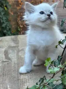Adorable chaton blanc aux yeux bleus, regardant vers le haut, assis sur une surface en bois à côté de feuilles d'herbe.