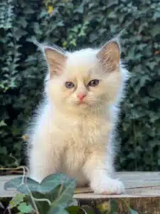Adorable chaton Ragdoll blanc avec des yeux bleus, assis dehors sur du bois devant un mur de lierre vert luxuriant.