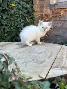Adorable chaton blanc, duveteux, avec des yeux bleus, posé sur une grande souche d'arbre à l'extérieur, entouré de verdure.