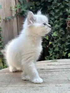 Adorable chaton blanc, duveteux, aux yeux bleus, marchant sur une planche de bois avec un fond de lierre.