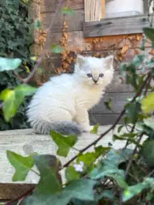 Adorable chaton blanc et bleu aux yeux perçants, assis sur une planche en bois, caché par des feuilles de lierre vert.