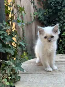 Adorable chaton de race Ragdoll ou Birman, très jeune, au pelage blanc et yeux bleus, assis sur une planche en bois près d'un mur de lattes avec du lierre.