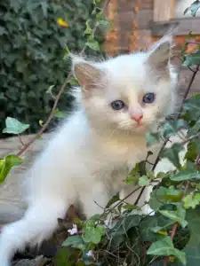 Adorable chaton blanc à poils longs et yeux bleus assis dans le lierre, regardant l'objectif avec curiosité.