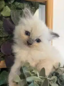 Adorable chaton Birman ou Ragdoll duveteux aux grands yeux bleus perçants, niché dans des feuilles vertes et violettes.