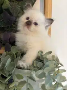 Adorable chaton Ragdoll crème aux yeux bleus, assis curieusement parmi des plantes vertes retombantes dans un pot blanc.
