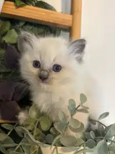 Adorable bébé chaton Ragdoll crème aux yeux bleus, perché parmi des plantes vertes décoratives et une étagère en bois.