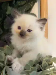 Adorable chaton Ragdoll crème aux yeux bleus, assis parmi des plantes vertes artificielles, avec des pointes d'oreilles et un museau grisés.