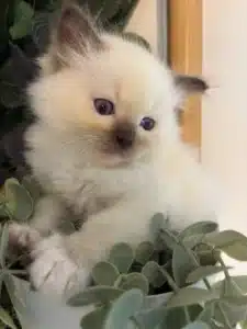 Adorable chaton Ragdoll/Birman crème, yeux bleus, au nez et oreilles foncés, lové dans des plantes vertes artificielles.