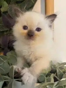 Adorable chaton Ragdoll crème aux yeux bleus, assis parmi des feuilles vertes et violettes, avec des pointes sombres aux oreilles.