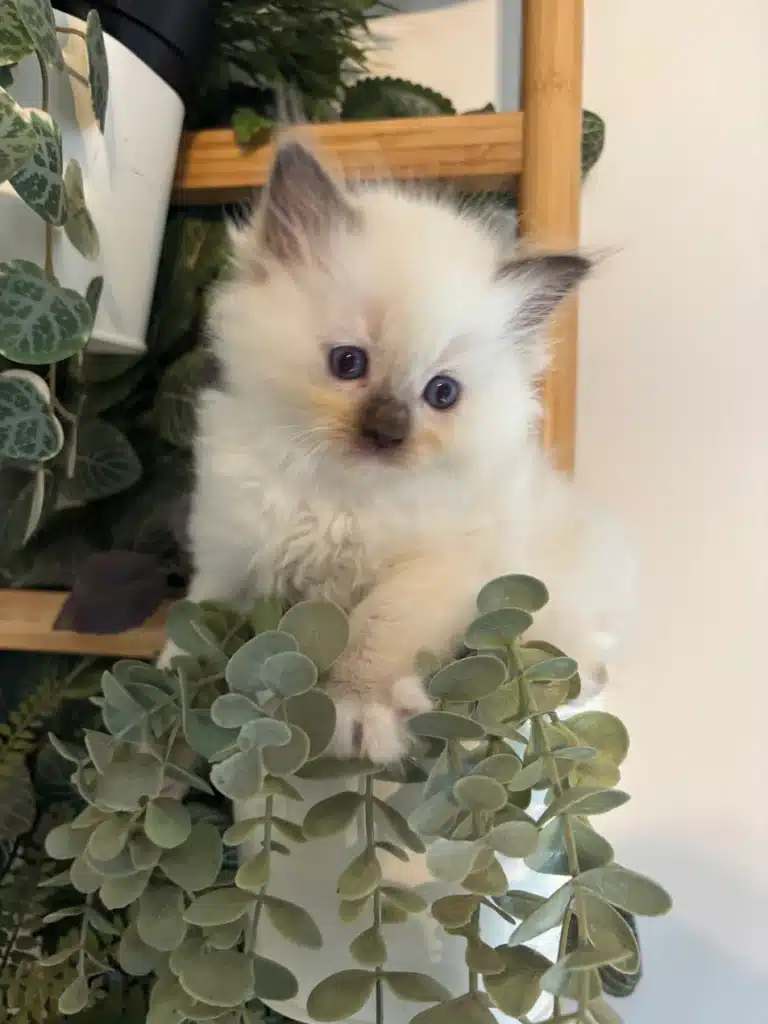 Mignon chaton Ragdoll crème aux yeux bleus perché dans une plante retombante verte, sur une étagère en bois clair.