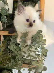 Joli chaton Ragdoll crème aux yeux bleus assis parmi des plantes vertes suspendues et feuillues.