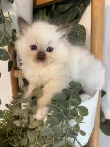 Adorable chaton Ragdoll blanc aux yeux bleus assis dans un pot de fleurs blanc entouré de verdure et de plantes suspendues.