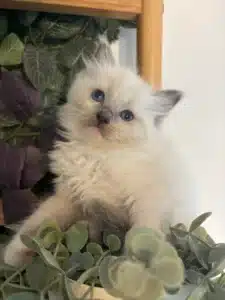Adorable chaton Ragdoll blanc aux yeux bleus perçants, assis dans des plantes vertes et pourpres, regardant curieusement l'objectif.