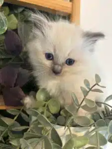 Adorable chaton Ragdoll blanc aux yeux bleus vif, se cachant dans un pot de plantes vertes et violettes.