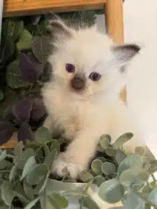 Adorable chaton birman ou ragdoll crème avec des pointes marron et de grands yeux bleus, assis parmi des plantes vertes et violettes.