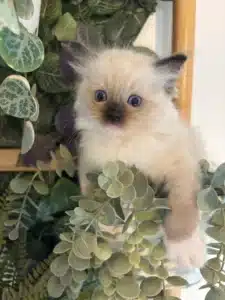 Adorable chaton Ragdoll crème et brun aux grands yeux bleus, entouré de feuillage vert décoratif.