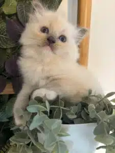 Adorable chaton Ragdoll crème aux yeux bleus, assis dans une plante verte décorative en pot blanc.