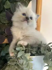 Adorable chaton Ragdoll blanc aux yeux bleus regardant vers le haut, assis dans un pot de plantes vertes artificielles.