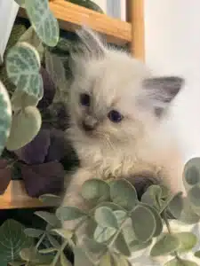 Adorable chaton Ragdoll crème aux yeux bleus, caché parmi les feuilles de plantes vertes et violettes, regardant curieusement.