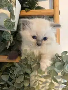 Adorable chaton Ragdoll crème aux yeux bleus émergeant d'un feuillage de plantes vertes artificielles et d'un support en bois clair.