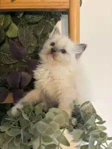 Adorable chaton Ragdoll blanc aux yeux bleus, assis parmi des plantes vertes artificielles et regardant vers le haut avec curiosité.