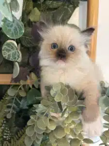 Adorable chaton Ragdoll couleur point avec des yeux bleus perçants, niché au milieu de feuillage vert, y compris des plantes de hoya et d'eucalyptus.