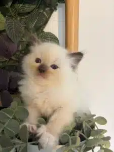 Adorable chaton Ragdoll crème et blanc aux yeux bleus entouré de feuillage vert, assis confortablement.
