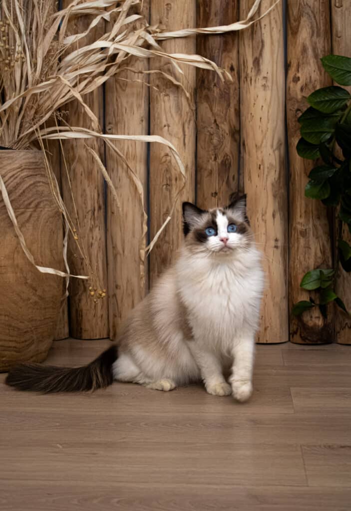 Joli chaton Ragdoll couleur 'mitted' aux yeux bleus perçants, assis devant un décor rustique en rondins de bois et plantes sèches.