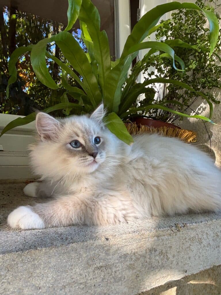 Joli chaton Ragdoll crème aux yeux bleus allongé au soleil sur un rebord de fenêtre à côté de fougères.