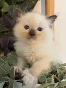 Adorable chaton Birman ou Ragdoll crème aux yeux bleus, niché dans des feuilles vertes, avec des pointes sombres aux oreilles.