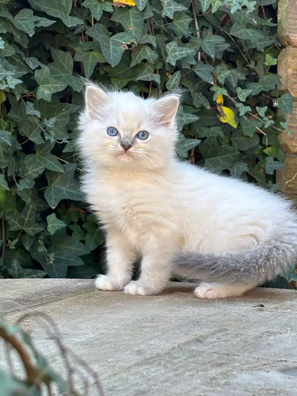 Mignon chaton aux yeux bleus et au pelage blanc, assis sur une surface en bois devant un mur de lierre vert.