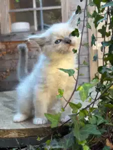 Adorable chaton Ragdoll ou Himalayen blanc aux yeux bleus, curieux près d'un lierre grimpant.