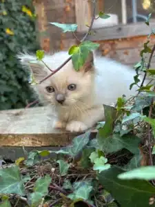 Petit chaton blanc aux yeux bleus, assis curieusement entre des feuilles de lierre vert et des brindilles, regardant vers l'avant.