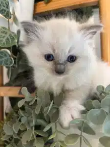 Adorable chaton Ragdoll ou Birman aux yeux bleus perçants, niché parmi des feuilles de plantes vertes décoratives.
