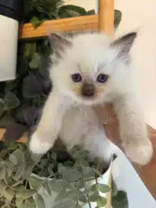 Adorable chaton birman ou ragdoll blanc aux yeux bleus, tenu au-dessus d'un pot de plantes vertes décoratives.