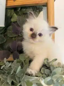 Adorable chaton Birman ou Ragdoll crème aux yeux bleus regardant fixement, perché parmi des plantes vertes et des feuilles pourpres.